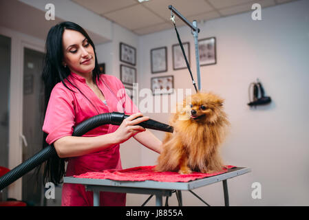 Afeitadora de pieles de perro de secado con secador de pelo