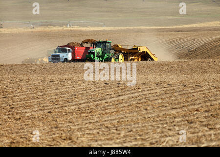 Los agricultores y mano de obra de campo utilizar maquinaria en Idaho los campos de granja cosechar patatas. Las patatas se excavaron y se coloca suavemente en un camión para el transporte Foto de stock