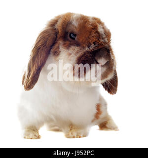 Conejo, granja, bunny, conejitos, bella beauteously, Niza, un animal, una mascota, Brown, Foto de stock