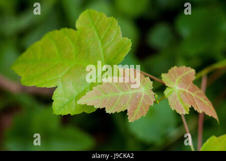 Árbol de arce rojo hojas de plántulas (Acer rubrum) - EE.UU. Foto de stock
