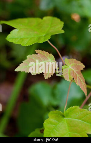 Árbol de arce rojo hojas de plántulas (Acer rubrum) - EE.UU. Foto de stock