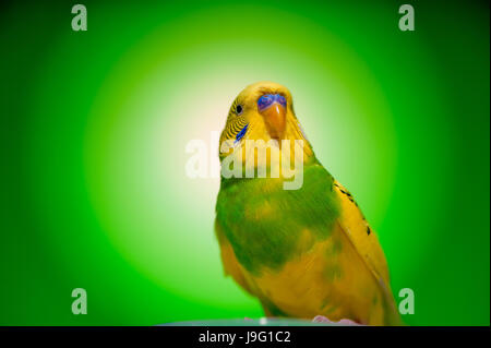 Uno amarillo parrot budgies.pájaro sobre fondo verde. Foto de stock
