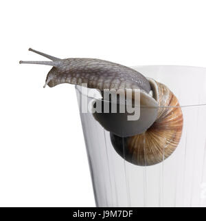 Grapevine caracol en vaso