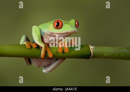 Un retrato de cerca una red eyed Tree Frog colgando de un brote de bambú mirando hacia adelante y a punto de caer