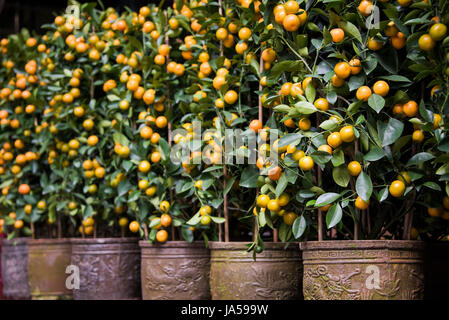 Cierre horizontal de pequeños árboles de naranja mandarina en la pantalla durante el Año Nuevo Chino en Hong Kong, China. Foto de stock