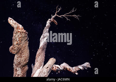 Viejo árbol sobre fondo de cielo estrellado, solitario madera seca en la noche, cielo oscuro con estrellas brillantes, temporada de otoño, escena de astronomía Foto de stock