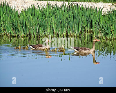 La fauna de Salburua, cerca de Vitoria/Gasteiz, País Vasco, España. Una familia de patos cruza un lago en una imagen muy bucólica. Foto de stock