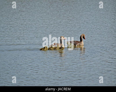 La fauna de Salburua, cerca de Vitoria/Gasteiz, País Vasco, España. Una familia de patos cruza un lago en una imagen muy bucólica. Foto de stock