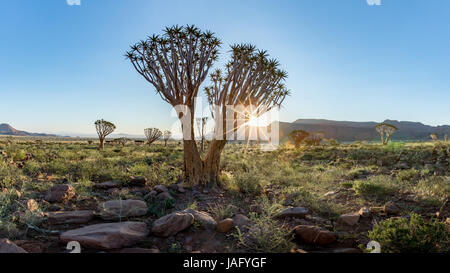 El carcaj Tree (Aloe dichotoma) en el Namib Rand Reserva Natural en Namibia