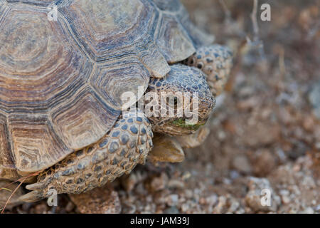 Desierto de Mojave tortuga (Gopherus agassizii) en su hábitat natural: el desierto de Mojave, California, EE.UU. Foto de stock