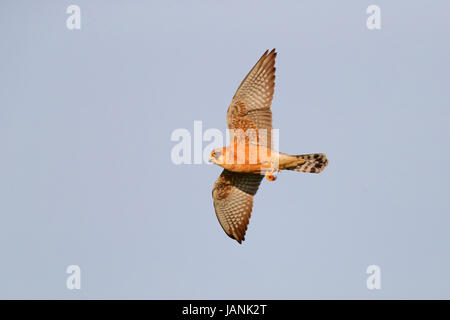 Hembra rojo-footed Falcon Falco vespertinus en vuelo en el norte de Grecia Foto de stock
