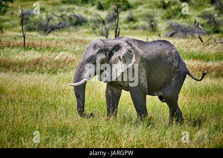 Bush africano Elefante en Río Boteti, Makgadikgadi-Pans-National Park, Botswana, África Foto de stock