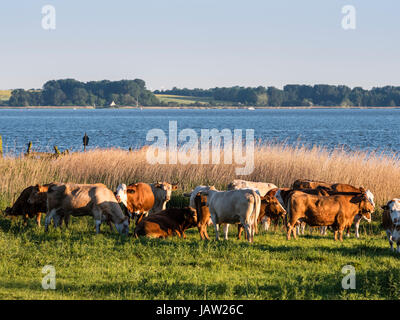 Las vacas que pastan en el waterfront, Bodden paisaje cerca de Zingst, reed por la costanera, Zingst, Mar Báltico, en la península de Fischland-Darß-Zingst, Me Foto de stock