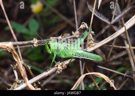 Un American Bird grasshopper, Schistocera americana, ninfa descansando. Foto de stock