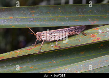 Un macho de American Bird grasshopper, Schistocera americana, descansando. Foto de stock