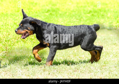 Un lindo, sano, joven, hermoso y óxido negro Rottweiler cachorro corriendo sobre la hierba. Rotweillers son conocidos por ser inteligentes perros y muy buenos protectores. Foto de stock