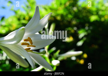 Blanco Lirio de San José Fotografía de stock - Alamy