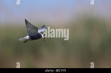 Whiskered tern (Chlidonias hybrida) en el Delta del Danubio en Rumanía Foto de stock