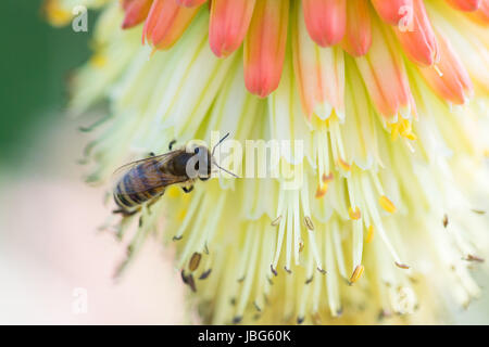 Abeja de miel Apis mellifera en flor de póker rojo caliente Foto de stock