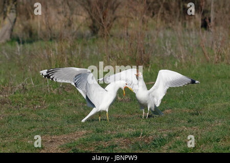 Caspio ( Larus cachinnans gaviota) dos aves adultas comportarse agresivamente, el delta del Danubio Rumania Foto de stock