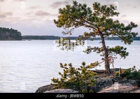 Paisaje agradable con la luz de la mañana y pinos en el litoral, Finlandia