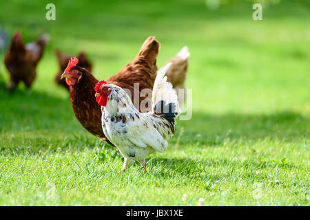 Gallo y gallinas en rango libre tradicional granja avícola pastando en la hierba.