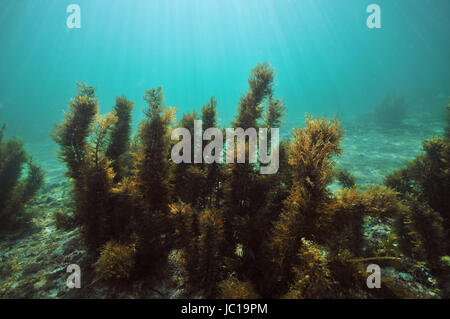 Bosque de algas marinas, algas marinas Submarinas, algas marinas poco  profundas cerca de la superficie Fotografía de stock - Alamy