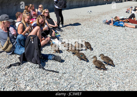 Un grupo de patos de acercarse a un grupo de adolescentes sonrientes, Queenstown, Nueva Zelanda Foto de stock