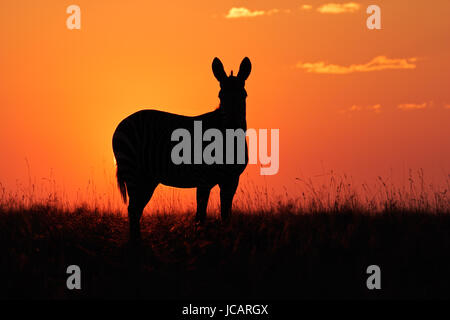 Cape cebra de montaña (Equus zebra) siluetas contra un rojo amanecer, Sudáfrica Foto de stock