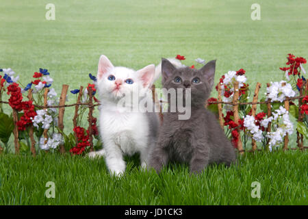 Dos gatitos mullidas, blanco y gris, sentado en el pasto verde patio posterior ajuste, stick valla con rojo, blanco, flores azules detrás de ellos con campo de hierba