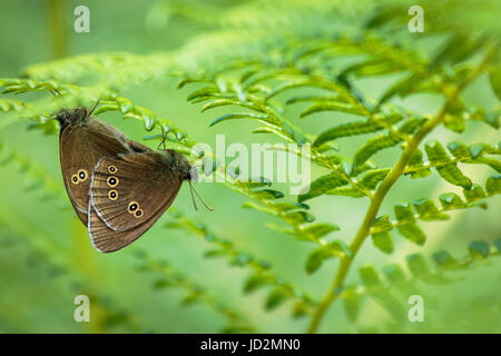 Ringlet mariposas apareamiento Foto de stock