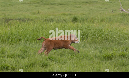 Ternero de bisonte en Elk Island National Park, Alberta, Canadá Foto de stock