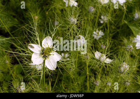 Hembra patas gruesas escarabajo flor de pétalos blancos de nigella, o el amor en una niebla. El oedemera nobilis es también conocido como el falso escarabajo de aceite o hinchada