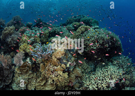 En Anthias coloridos arrecifes de coral, de Pseudanthias sp., Melanesia, el Océano Pacífico, las Islas Salomón Foto de stock