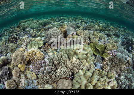 Riqueza de especies de coral, Superior Wakatobi, Sulawesi, Indonesia Foto de stock