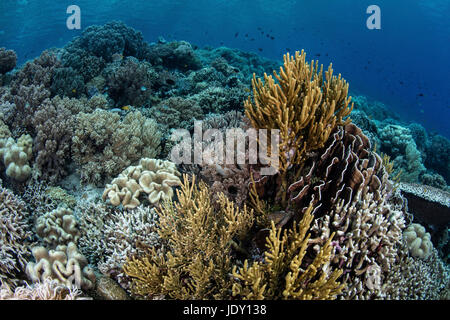 Riqueza de especies de coral, Superior Wakatobi, Sulawesi, Indonesia Foto de stock