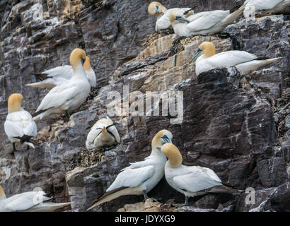 Primer plano de pares de gannets del norte, Mrus bassanus, anidando en Bass Rock, Firth of Forth, Escocia, Reino Unido, la colonia más grande de gannets del norte Foto de stock