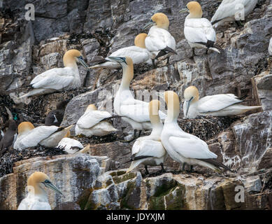 Primer plano de pares de gannets del norte, Mrus bassanus, anidando en Bass Rock, Firth of Forth, Escocia, Reino Unido, la colonia más grande de gannets del norte Foto de stock
