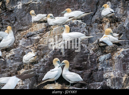 Gannets del norte, Morus bassanus, anidando en Bass Rock, Firth of Forth, Escocia, Reino Unido, la colonia más grande gannets del norte con el saludo en forma de corazón Foto de stock