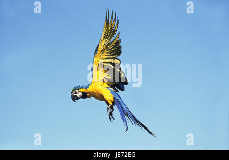 Gelbbrustara, Ara ararauna, animal adulto, en el vuelo, azul cielo, Foto de stock
