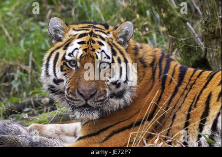 Los tigres siberianos, Panthera tigris altaica, también Amur, tigre, animal adulto, jabalí, presas, Foto de stock