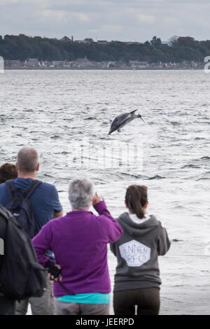 Delfín Mular común, quebrantar delante de los turistas, observando desde la tierra, en el punto de Chanonry, Black Isle, Moray Firth, Scotland, Reino Unido Foto de stock