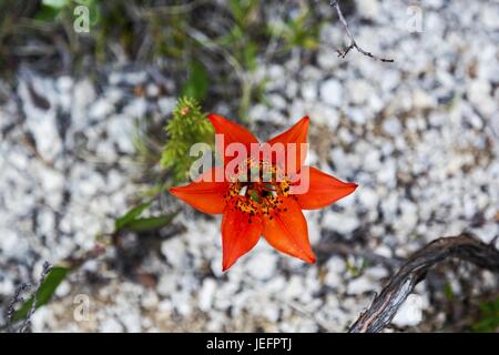 Western Wood Lirio (Lilium Philadelphicum) Naranja flor que florece en las estribaciones de las Montañas Rocosas de Alberta, Canadá Foto de stock