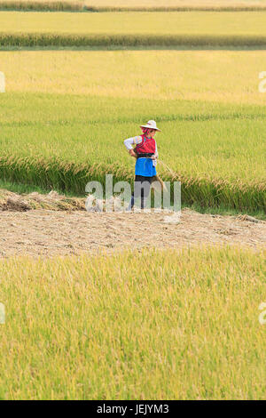 DALÍ-CHINA-SEPT. 22, 2006. Mujer vestida tradicional en un campo de arroz el 22 de septiembre de 2006 en Dalí. China es el mayor productor de arroz del mundo. Foto de stock