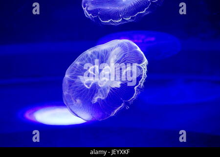 Luna Jelly (Cnidaria) - llamado así por su campana circular translúcida, es conocido en todo el mundo en aguas tropicales y templadas.