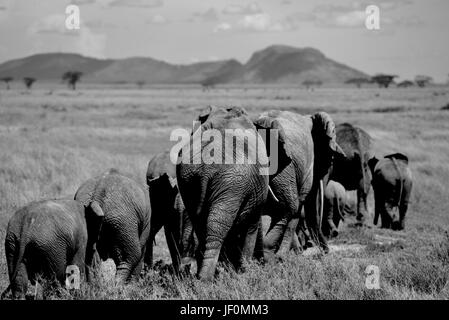 Los elefantes pastando en el Parque Nacional del Serengeti.