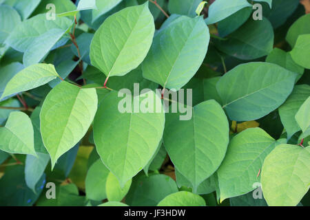 Knotweed japonés, reynoutria japonica Foto de stock