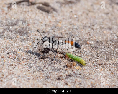 Avispa Arena Heath (Ammophila pubescens) con larva grub presa de su madriguera de stock Foto de stock