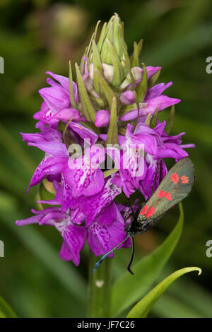 6-spot Burnett (Zygaena filipendulae) en una pronta Marsh Orchid (Dactylorhiza incarnata) flor