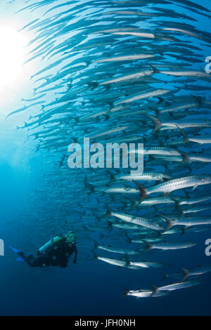 Diver y sueño, barracuda Sphyraena qenie blackfin, Shaab Rumi, el Mar Rojo, Sudán Foto de stock